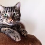 simba, animal, nature, cat, portrait, cat photography, animals, pet, domestic cat