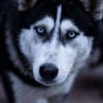 dog, husky, pets, animal, pet, nature, eye contact, sled dog, blue glasses, wolf
