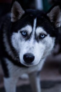dog, husky, pets, animal, pet, nature, eye contact, sled dog, blue glasses, wolf