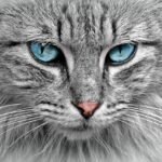 cat, animal, cat portrait, cat's eyes, pet, fur, domestic cat, close up, head, cat face, animal world, nature, portrait, face, animal portrait