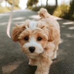dog, puppy, pooch, domestic animal, animal, cute, pet, nature