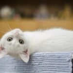 kitten, white, cat, cute, domestic, feline, whiskers, sweet, upside down, cat's eyes, curious, white cat, white kitty, animal, white kitten, pet, portrait, cat portrait, domestic cat