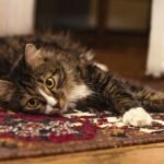 Cute tabby cat lying on a vibrant carpet in a cozy indoor setting.