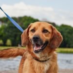 Smiling brown dog on a leash with a forest and lake in the background, sunny day.