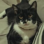 Charming black and white cat lying comfortably indoors, displaying curiosity with bright eyes.