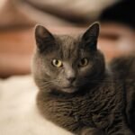 A serene gray cat lounging indoors, showcasing its distinctive yellow eyes and soft fur.