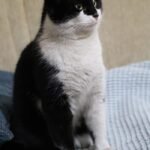 Cute black and white cat sitting upright on a cozy textured surface indoors.