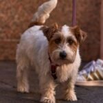 Adorable terrier dog on a leash standing outside in Llanes, Spain, perfect for pet lovers.
