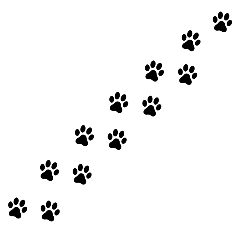 dog tracks